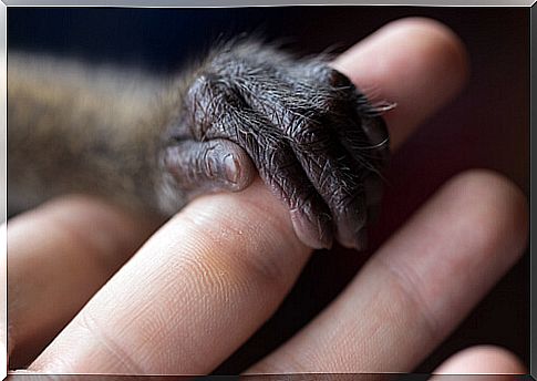 Monkey holding on to finger