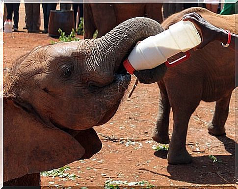 Person feeding an elephant a bottle.