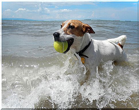 Basic rules for taking the dog to the beach