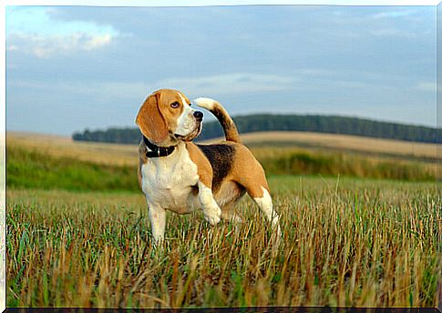 Character and behavior of the beagle