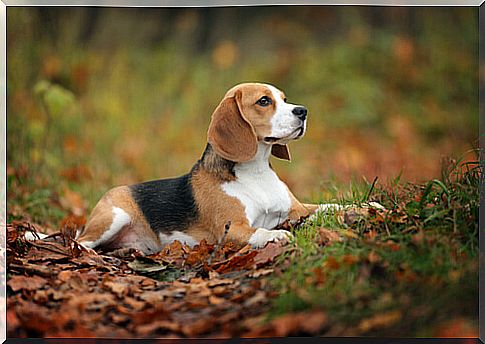 Beagle: health and care