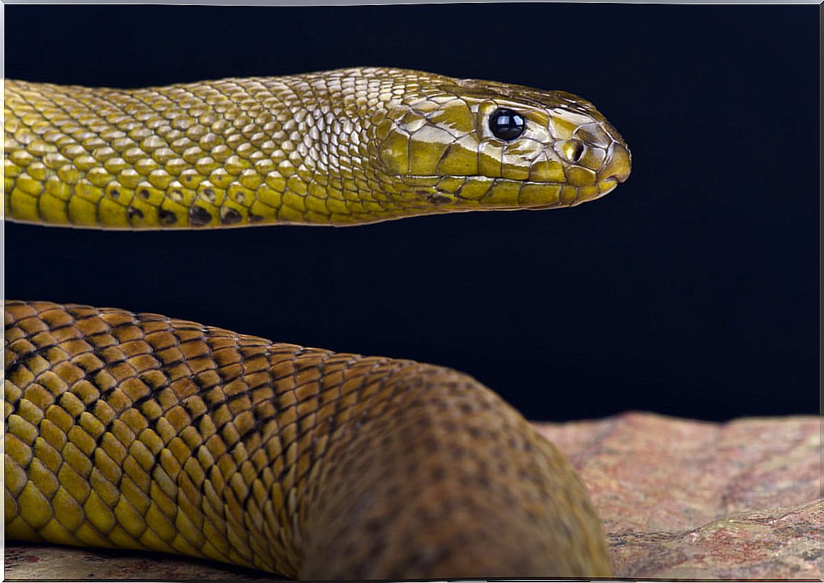 Do you know what the behavior of snakes is like?