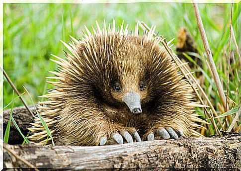 Spiny anteater behavior