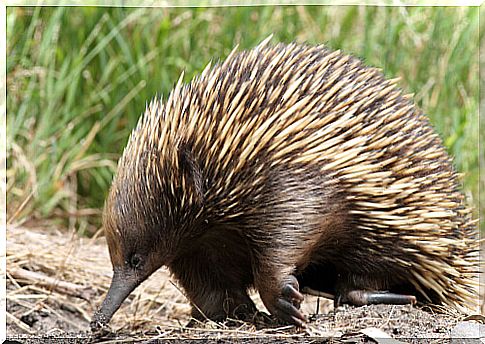 Tachyglossus aculeatus