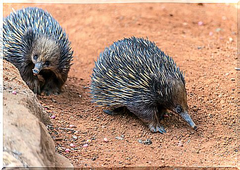 The short-nosed or Australian echidna