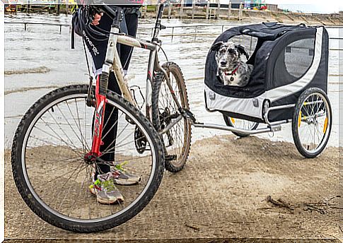 Bicycle trailer to walk your dogs