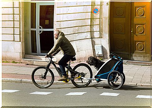 Dog bike trailer