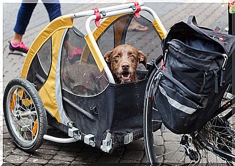 Ride a bike with your dog