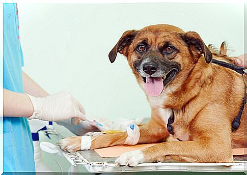 Blood tests in dogs: when is it necessary?