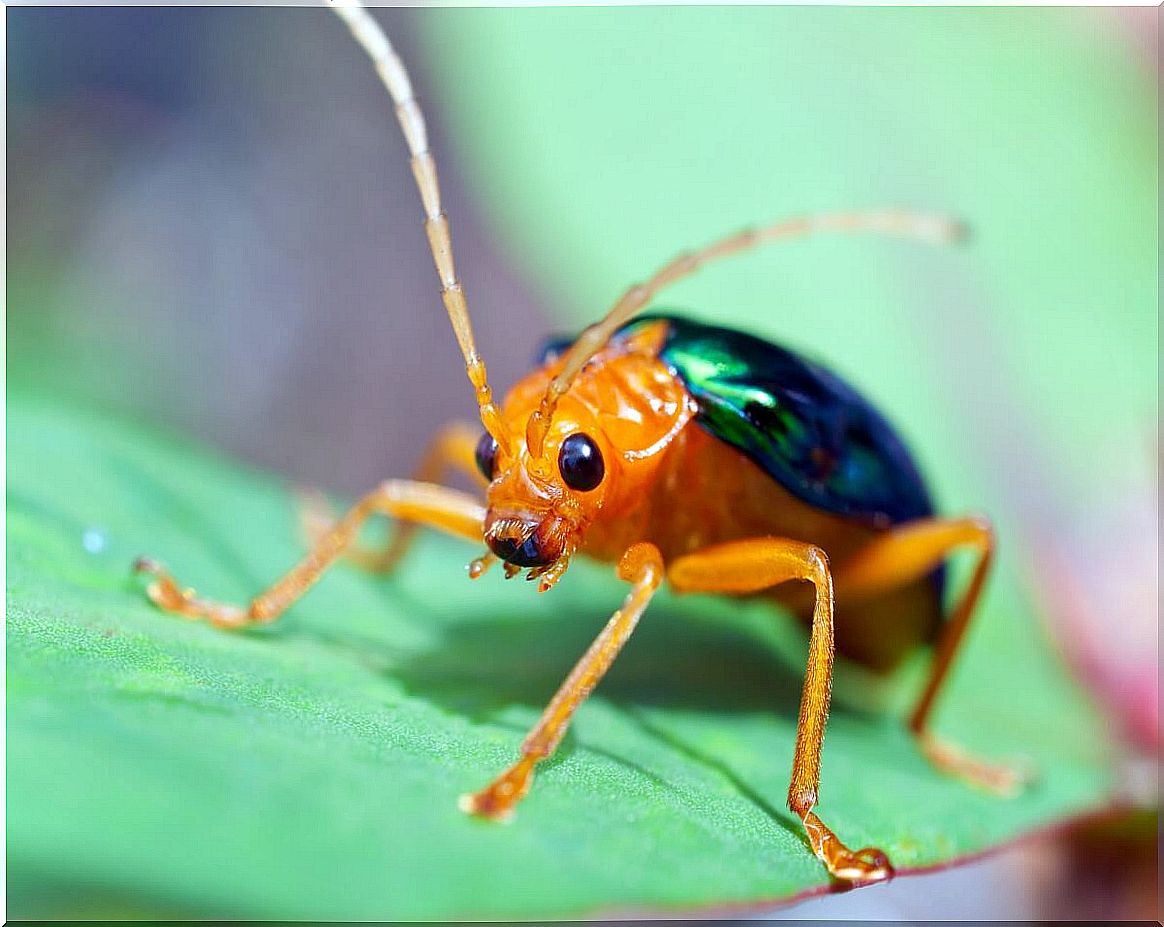 Bombardier beetle: habitat and characteristics