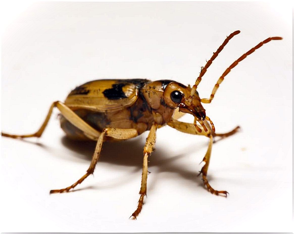 A bomber beetle on a white background.