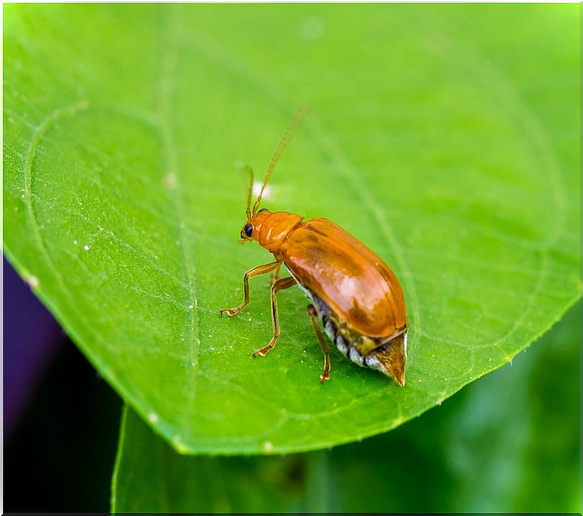 A bombardier beetle.