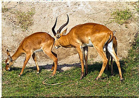 Male gazelle sniffing female.