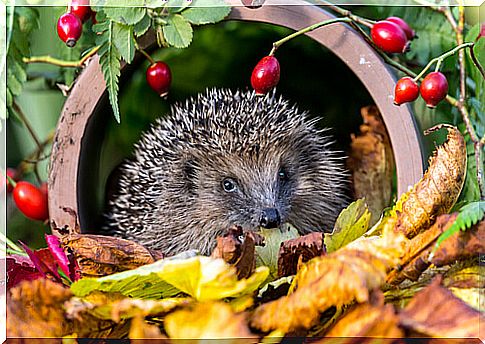 Can you have a hedgehog as a pet?