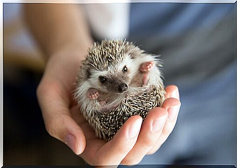 Hedgehogs as pets