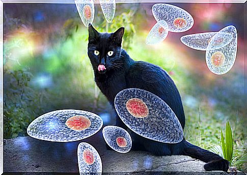 Toxoplasma gondii in cats