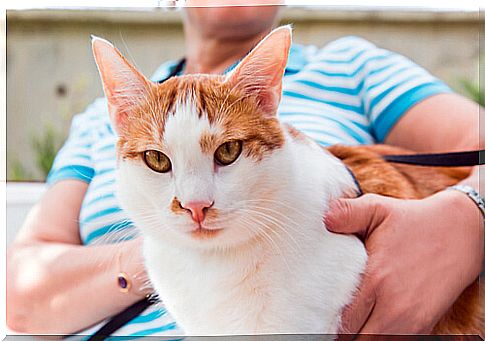 Cats love being with their owners