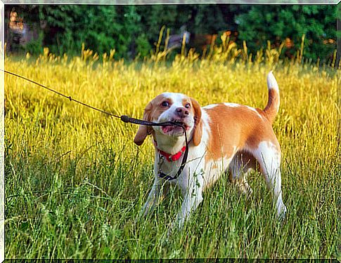 Challenges that we find in the education of canine behavior