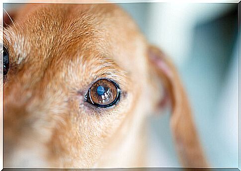 Cleaning your dog's eyes: tips and recommendations