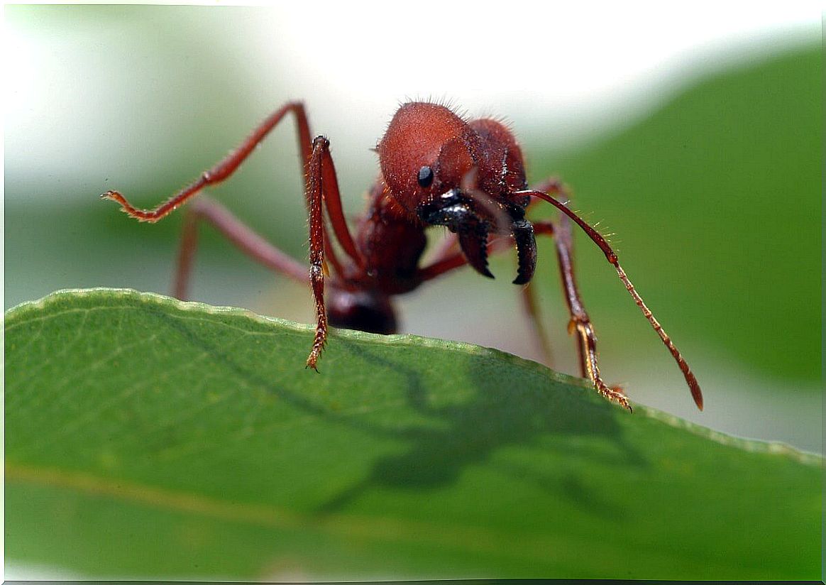 Culona ants: habitat and characteristics