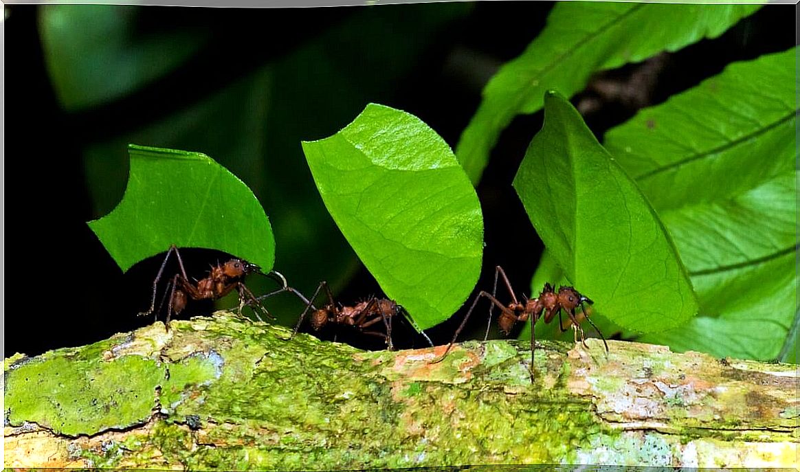 Some culona ants transport the leaves to the anthill.