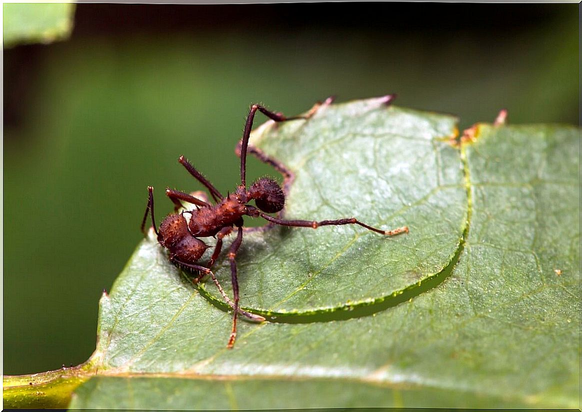 A big-assed ant eating a leaf.