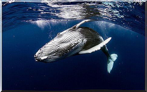 Whale curiosities