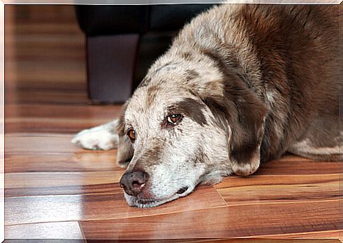 Cushing's disease in dogs: detection and management