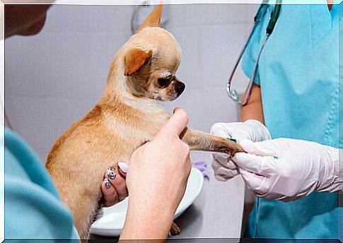 Drawing blood from a dog at the vet