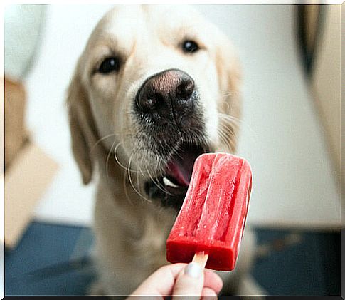 Delicious recipes for popsicles for dogs