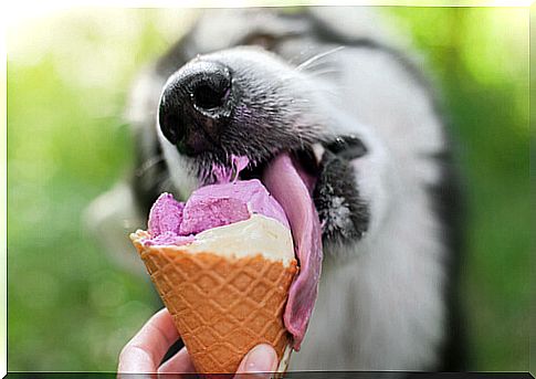 Ice cream for dogs