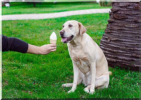 Dog polo shirts