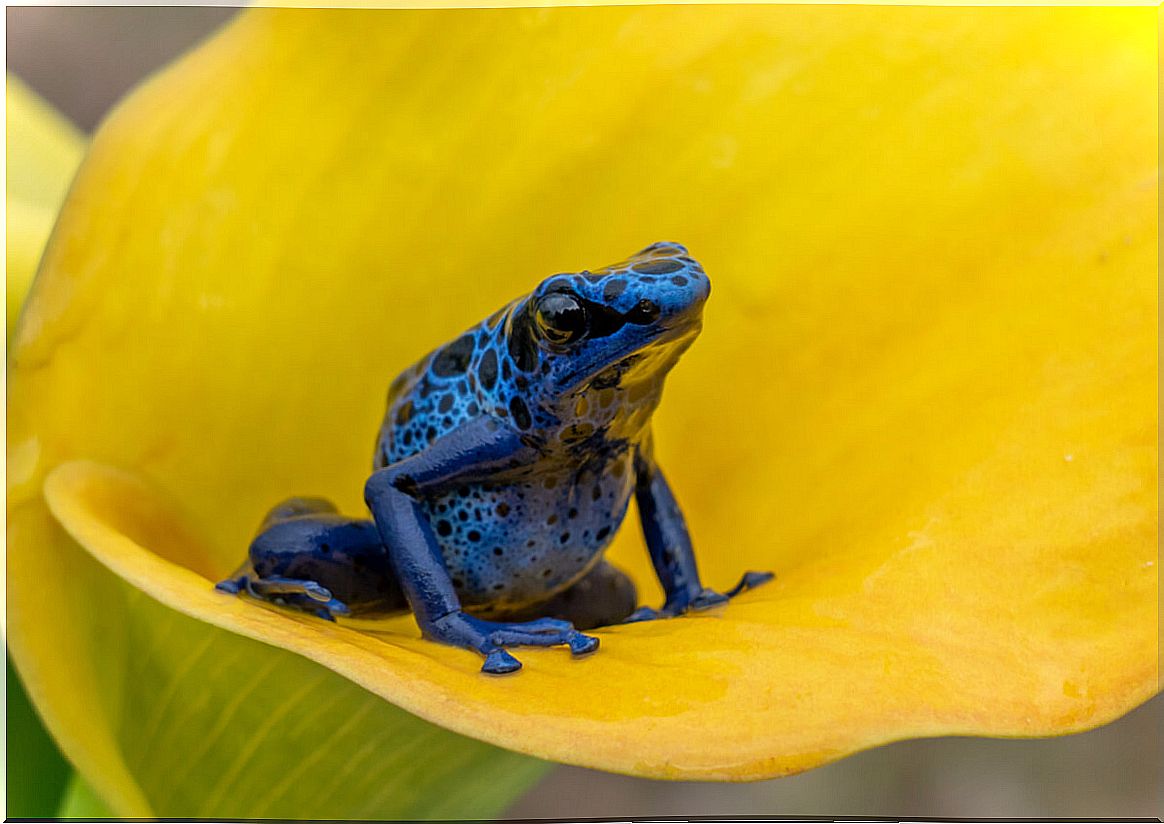 Dendrobates frogs: classification and habitat