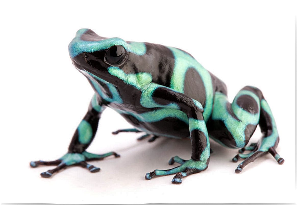 A blue dendrobates frog.