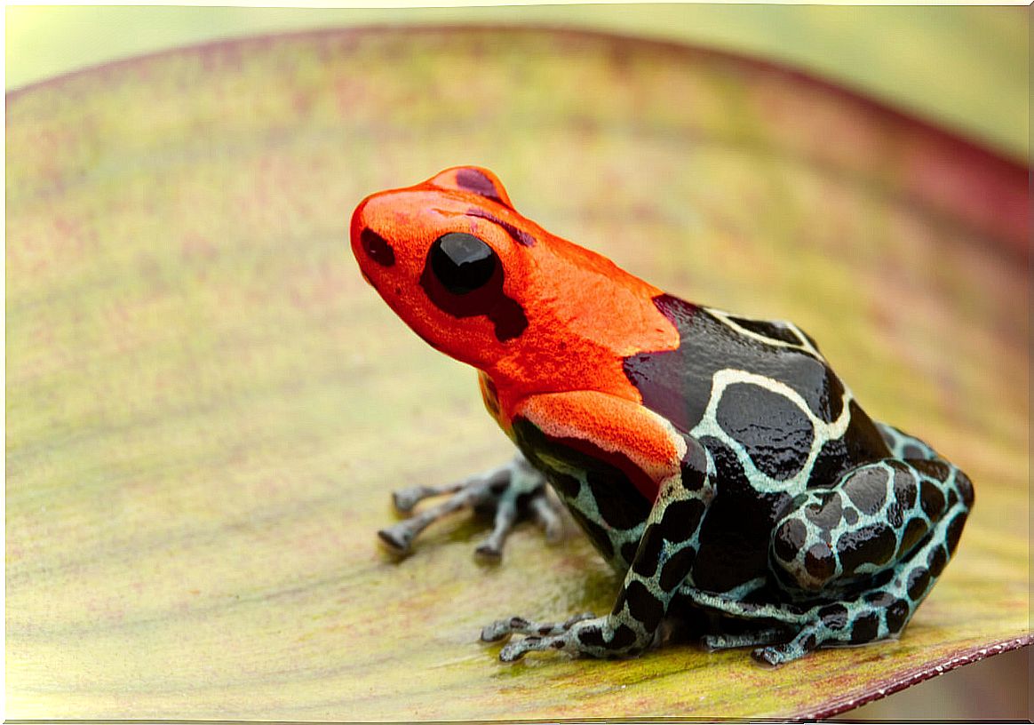 A red dendrobates on a white background.