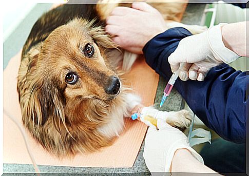 Dog ehrlichiosis: symptoms