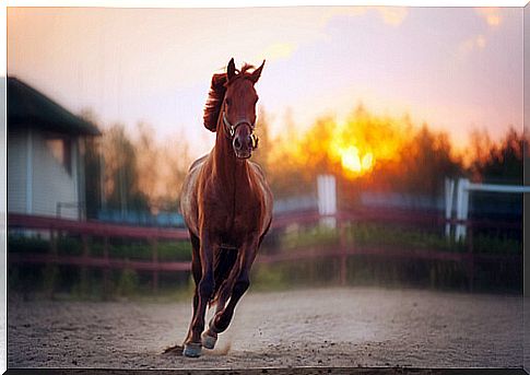 Did you know that horses have only one finger?