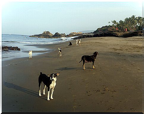 Did you know that there is Playa del Perro in Brazil?