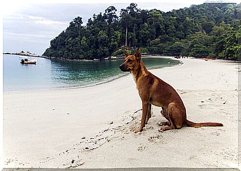 dog on the beach