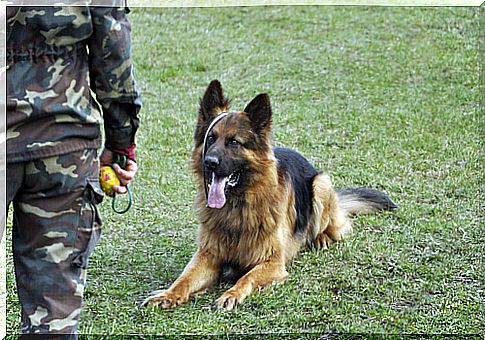 Discipline of police dogs