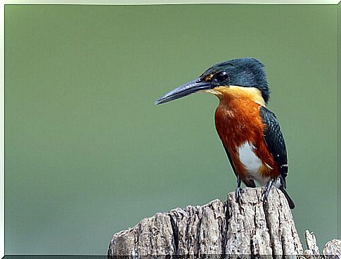 Do you know the dwarf kingfisher?