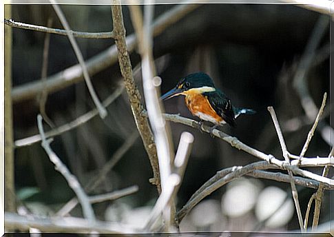 American pygmy kingfisher