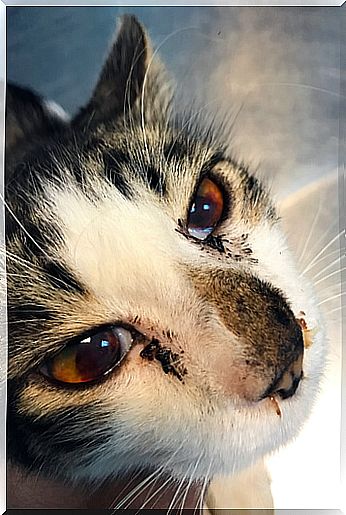 Does your cat bleed from the nose?  See what to do