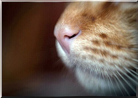 Cat's nose