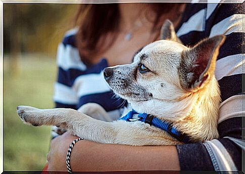 chihuahua in arms