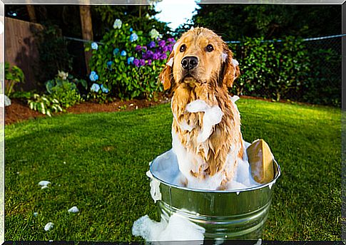 Don't despair, the best tips on how to bathe your dog