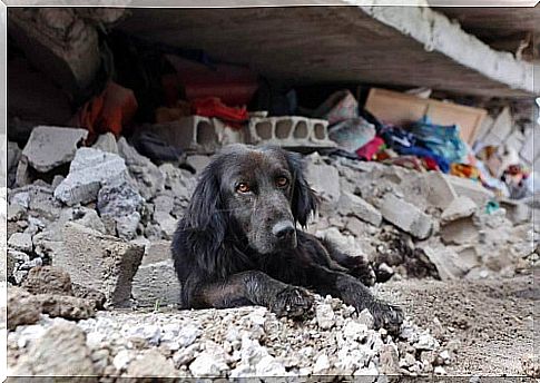 Earthquake in Ecuador: a dog refuses to leave his destroyed house