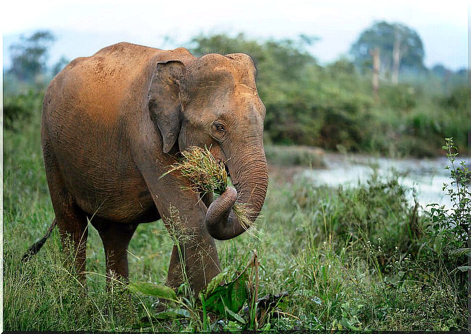 elephants are social animals