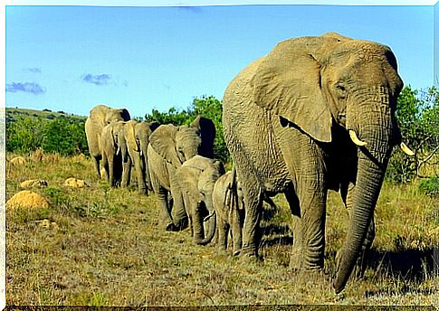 Elephants are social animals