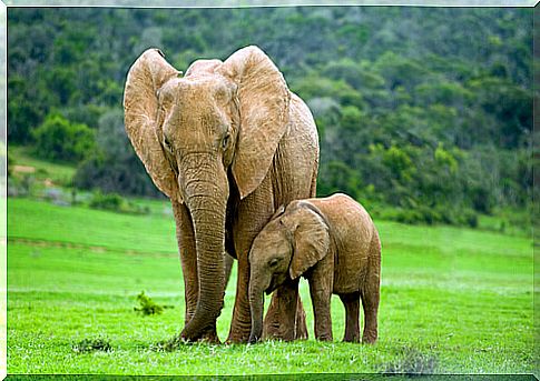 Animal maternal instinct in elephants